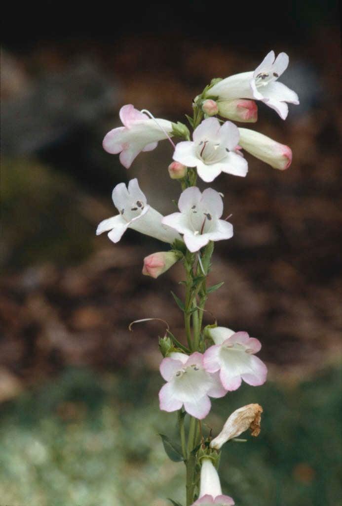 Penstemon ‘Thorn’ (Beardtongue)