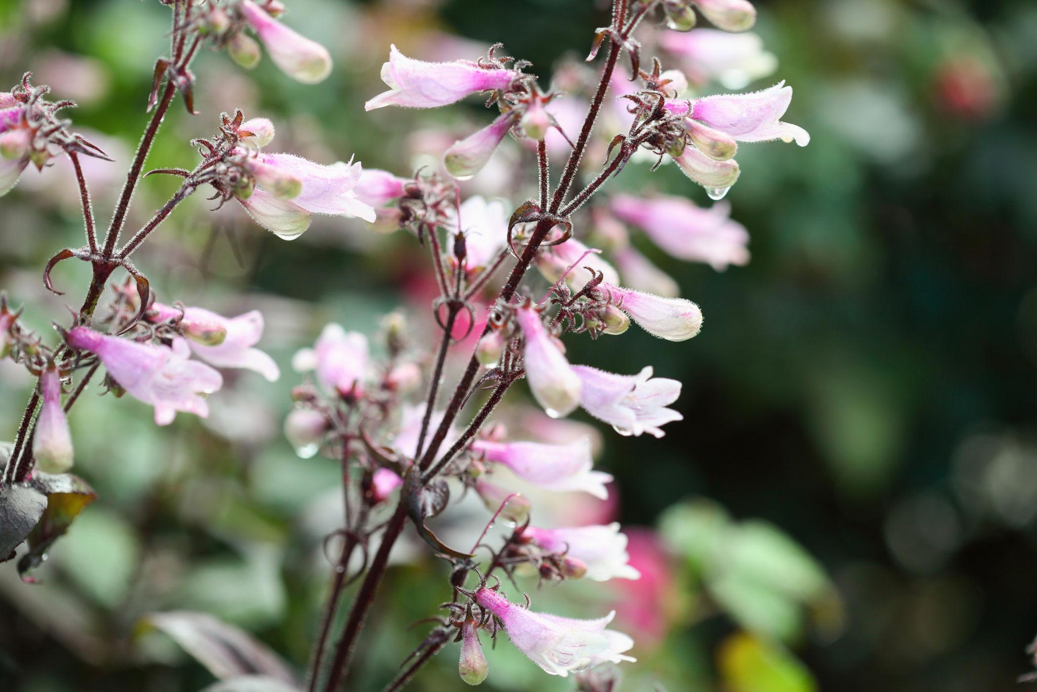 Penstemon ‘Thorn’ (Beardtongue)
