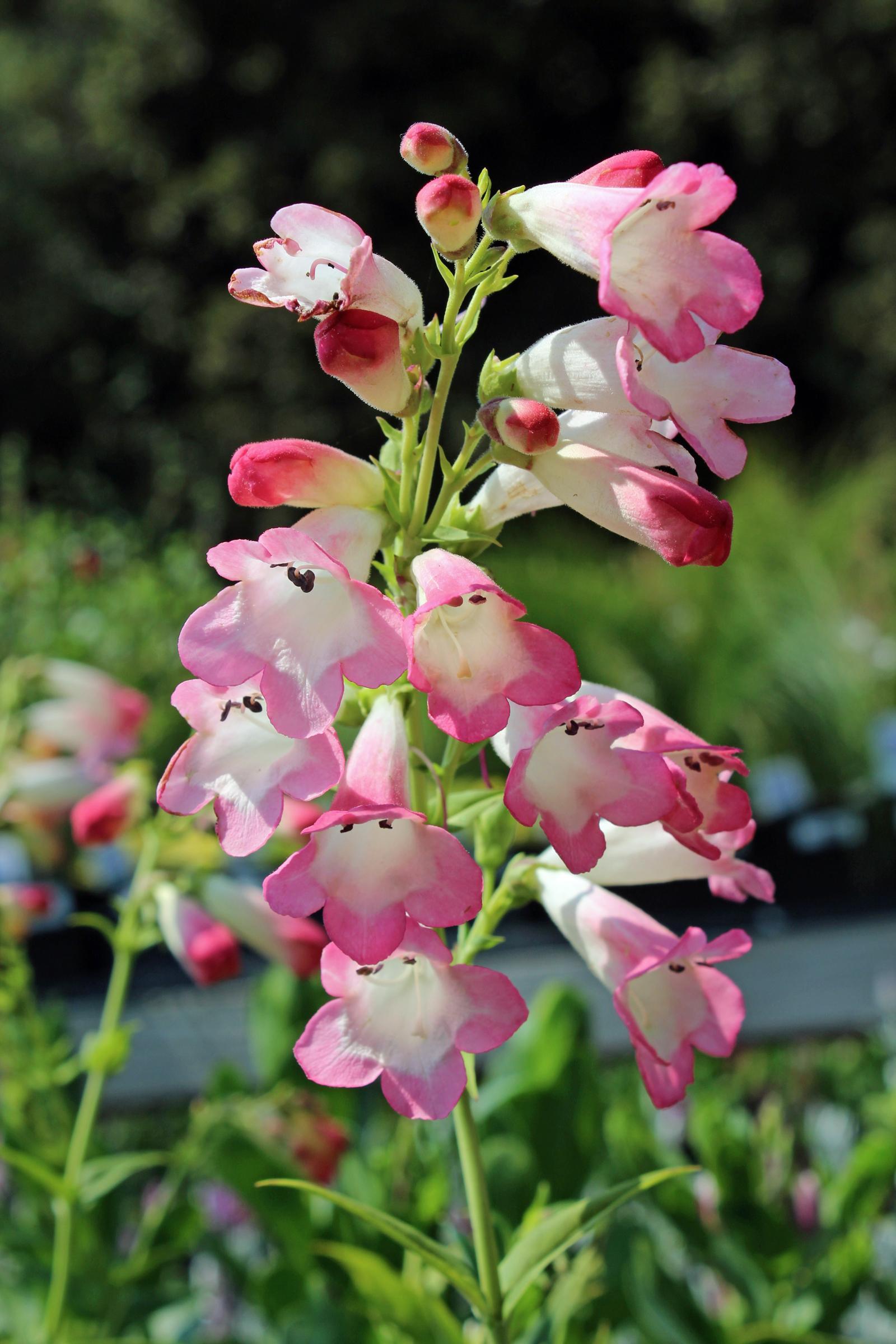 Penstemon ‘Thorn’ (Beardtongue)