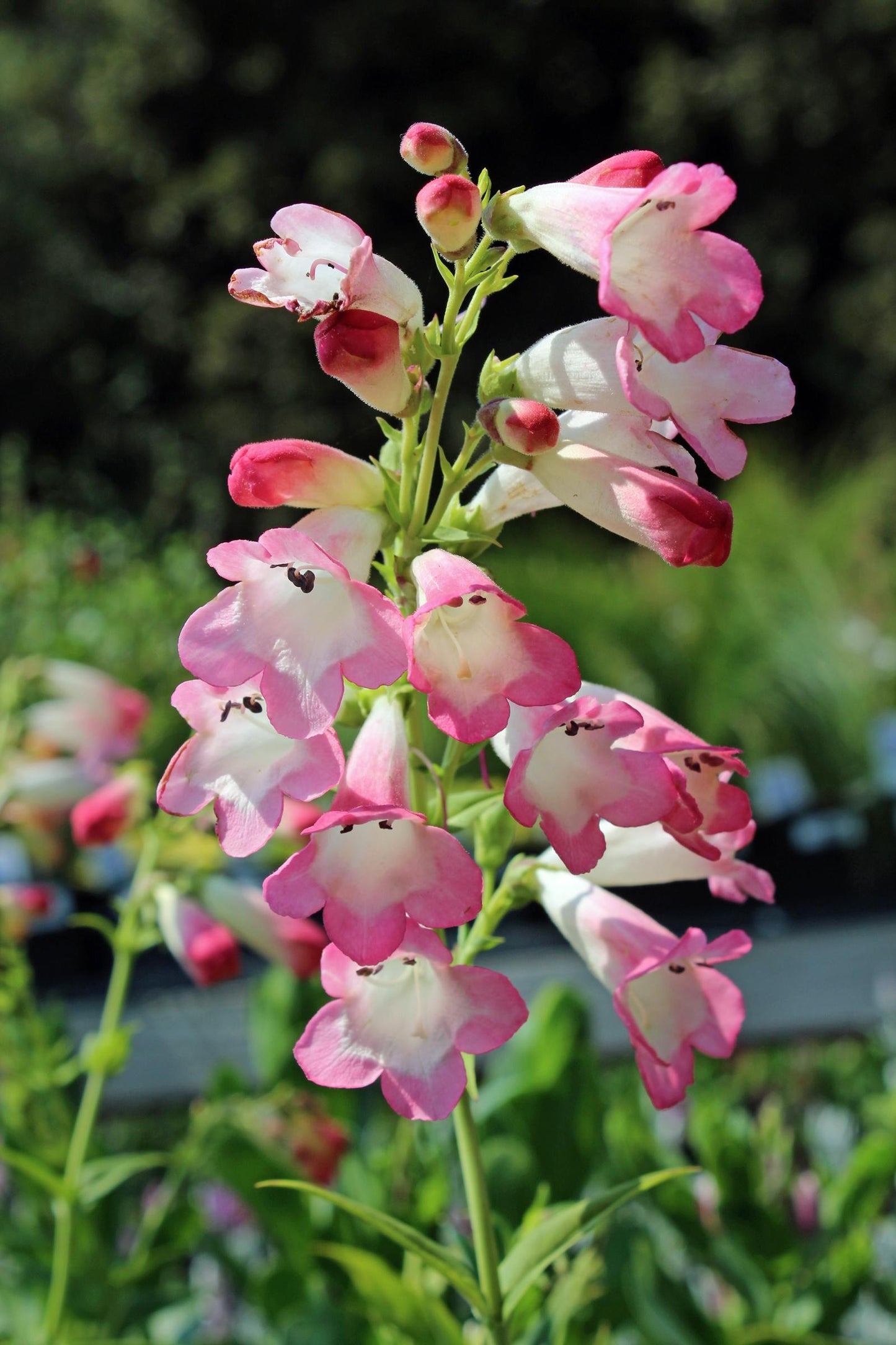 Penstemon ‘Thorn’ (Beardtongue)