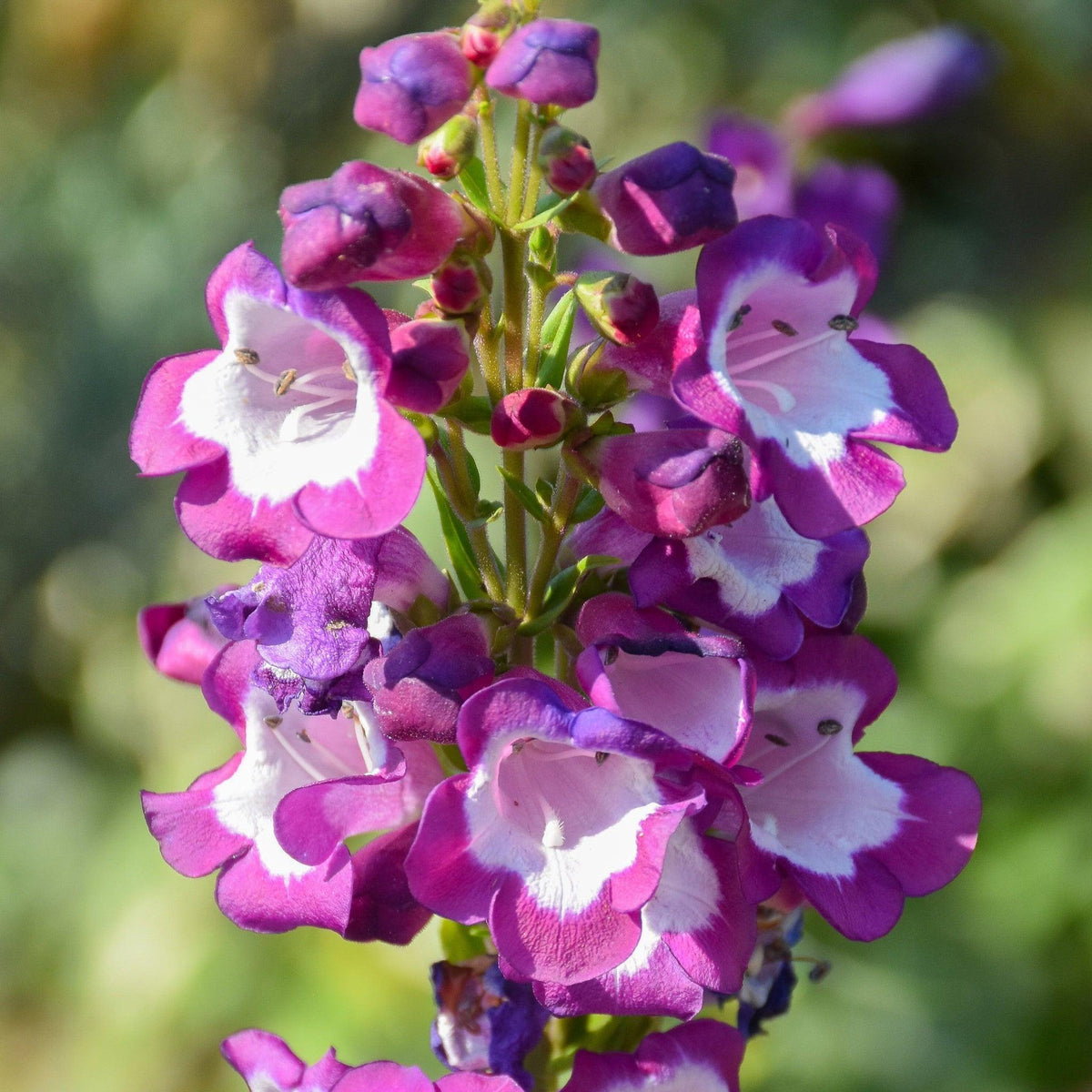 Penstemon barbatus ‘Phoenix Lavender’ (Phoenix Lavender Beardtongue)
