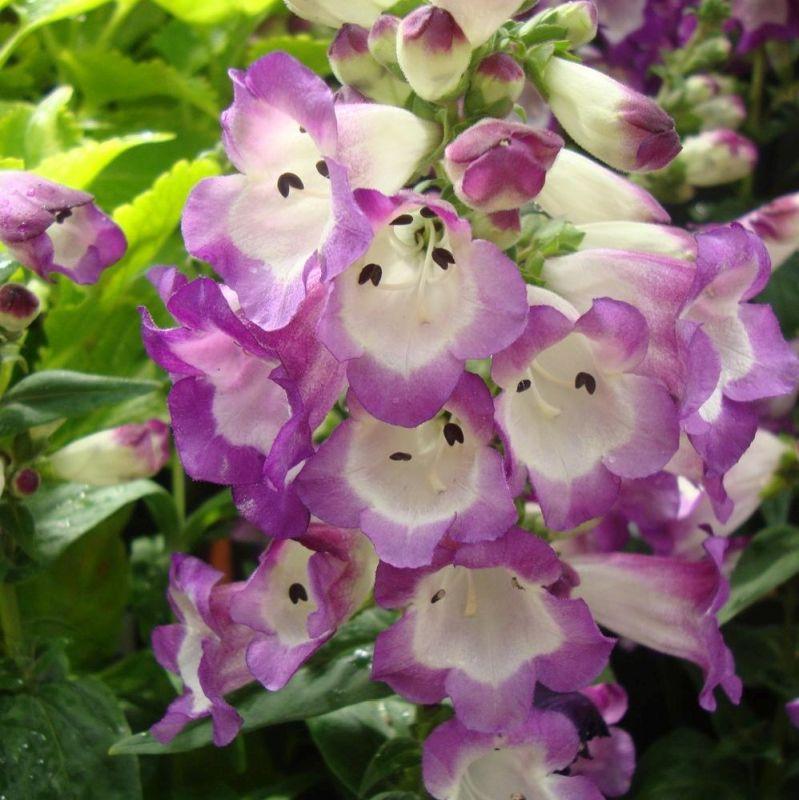 Penstemon barbatus ‘Phoenix Lavender’ (Phoenix Lavender Beardtongue)