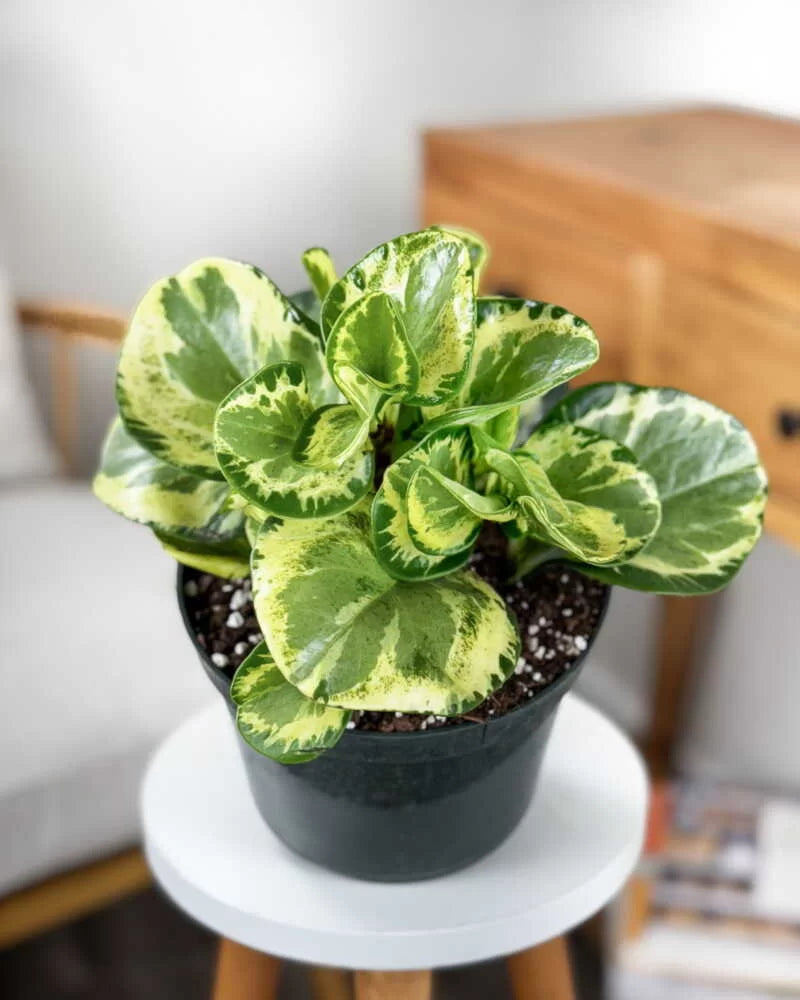 Peperomia Obtusifolia 'Golden Gate' (Golden Gate Peperomia)