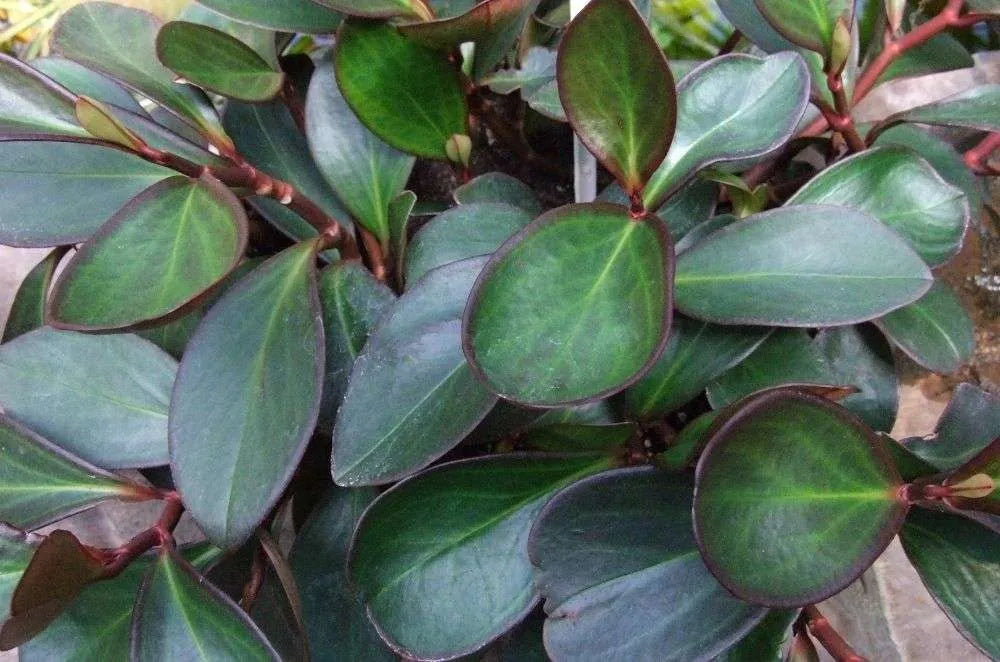 Peperomia obtusifolia Red Edge (Red Edge Peperomia)