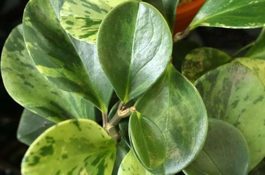 Peperomia obtusifolia Marble (Marble Peperomia)