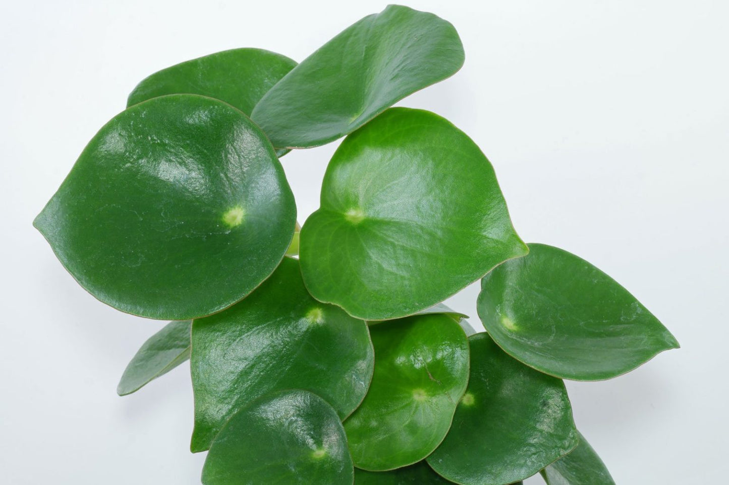 Peperomia polybotrya  Coin Leaf