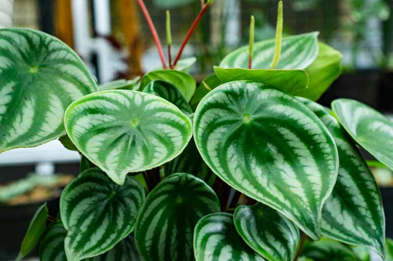 Peperomia Argyreia (Watermelon Peperomia)