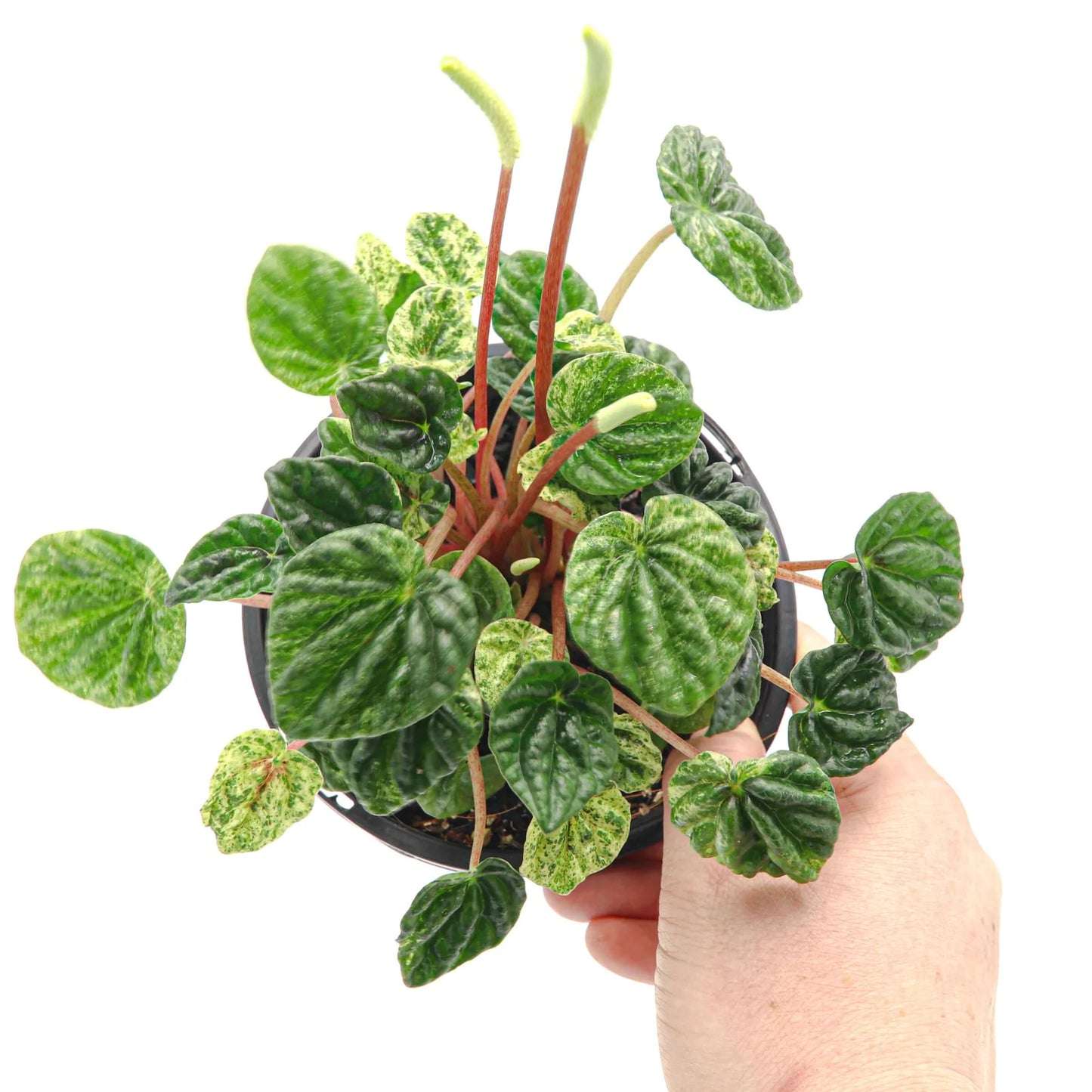 Peperomia Caperata 'Variegata' (Variegated Ripple Peperomia)