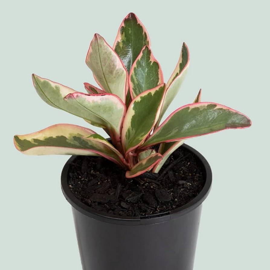 Peperomia Clusifolia ‘Tricolour’ (Jade Peperomia)