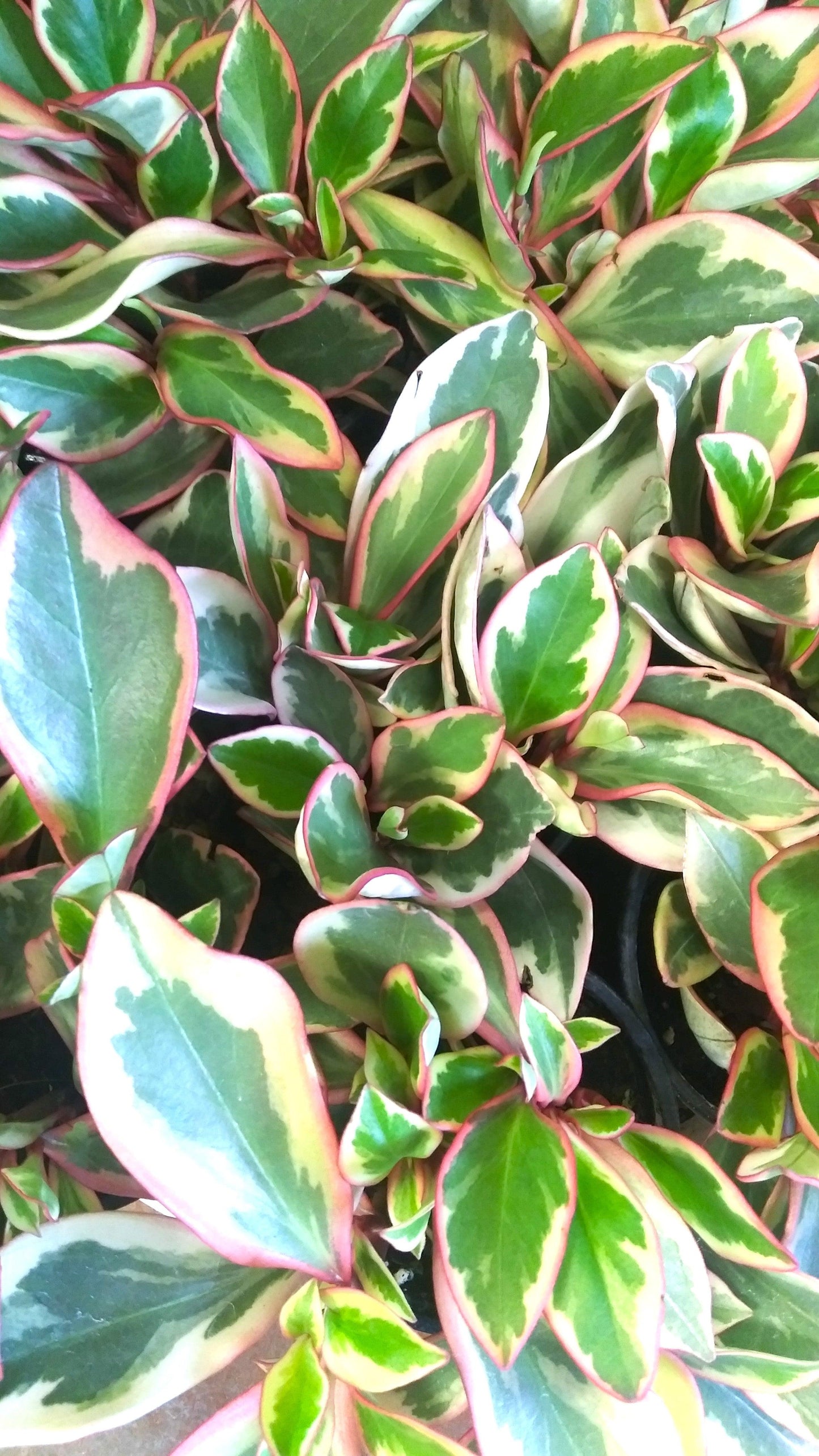 Peperomia Clusifolia ‘Tricolour’ (Jade Peperomia)