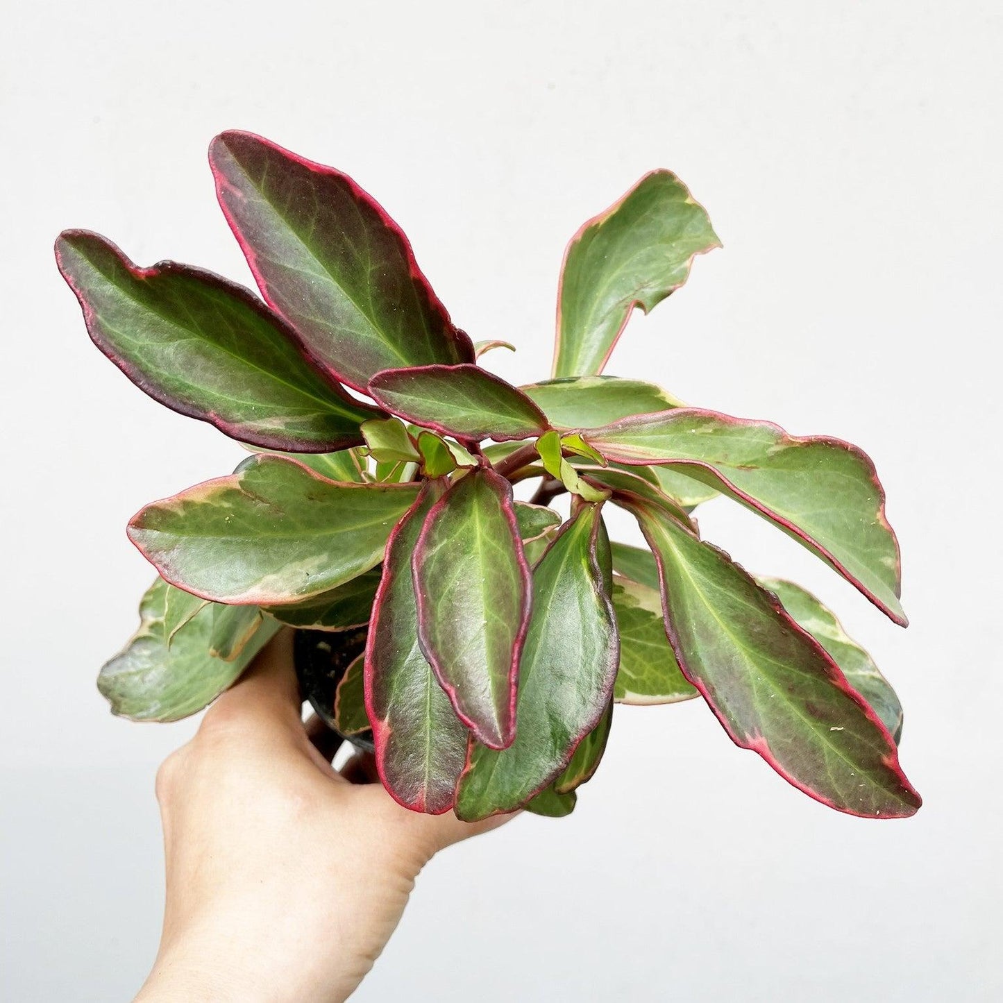 Peperomia Clusifolia ‘Tricolour’ (Jade Peperomia)
