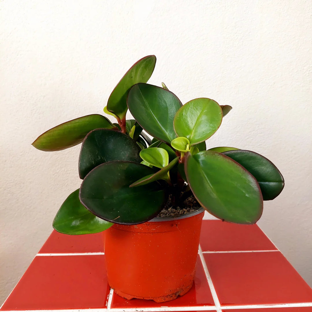Peperomia Clusiifolia ‘Red Edge’ (Red Edge Peperomia)