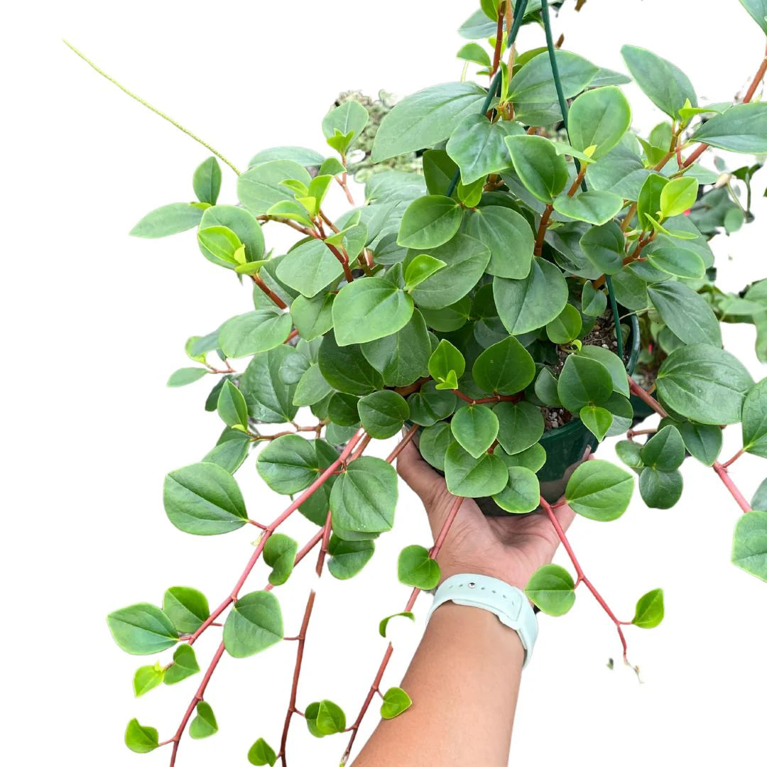Peperomia Cubensis (Trailing Peperomia Hanging Basket)