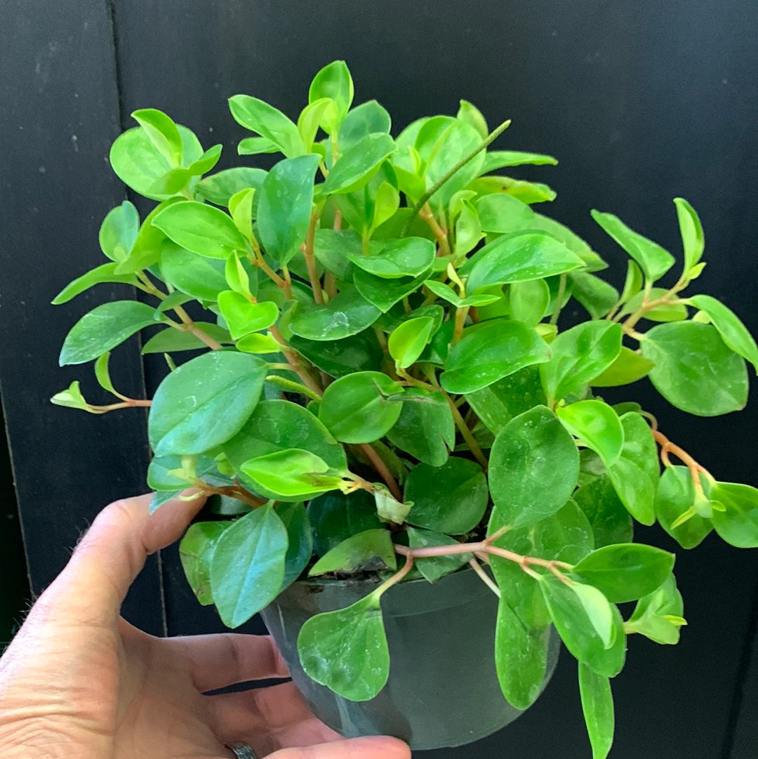 Peperomia Cubensis (Trailing Peperomia Hanging Basket)