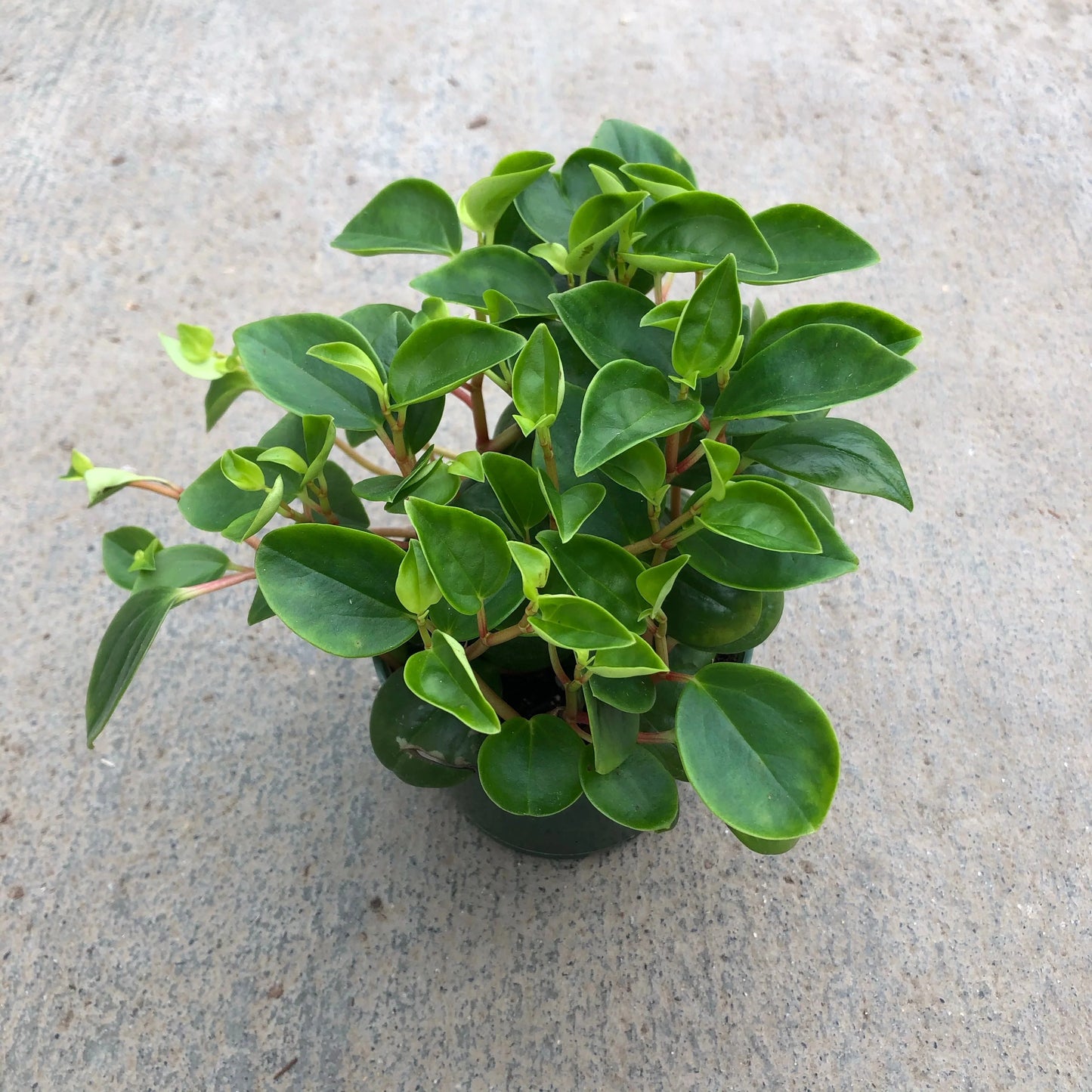 Peperomia Cubensis (Trailing Peperomia Hanging Basket)