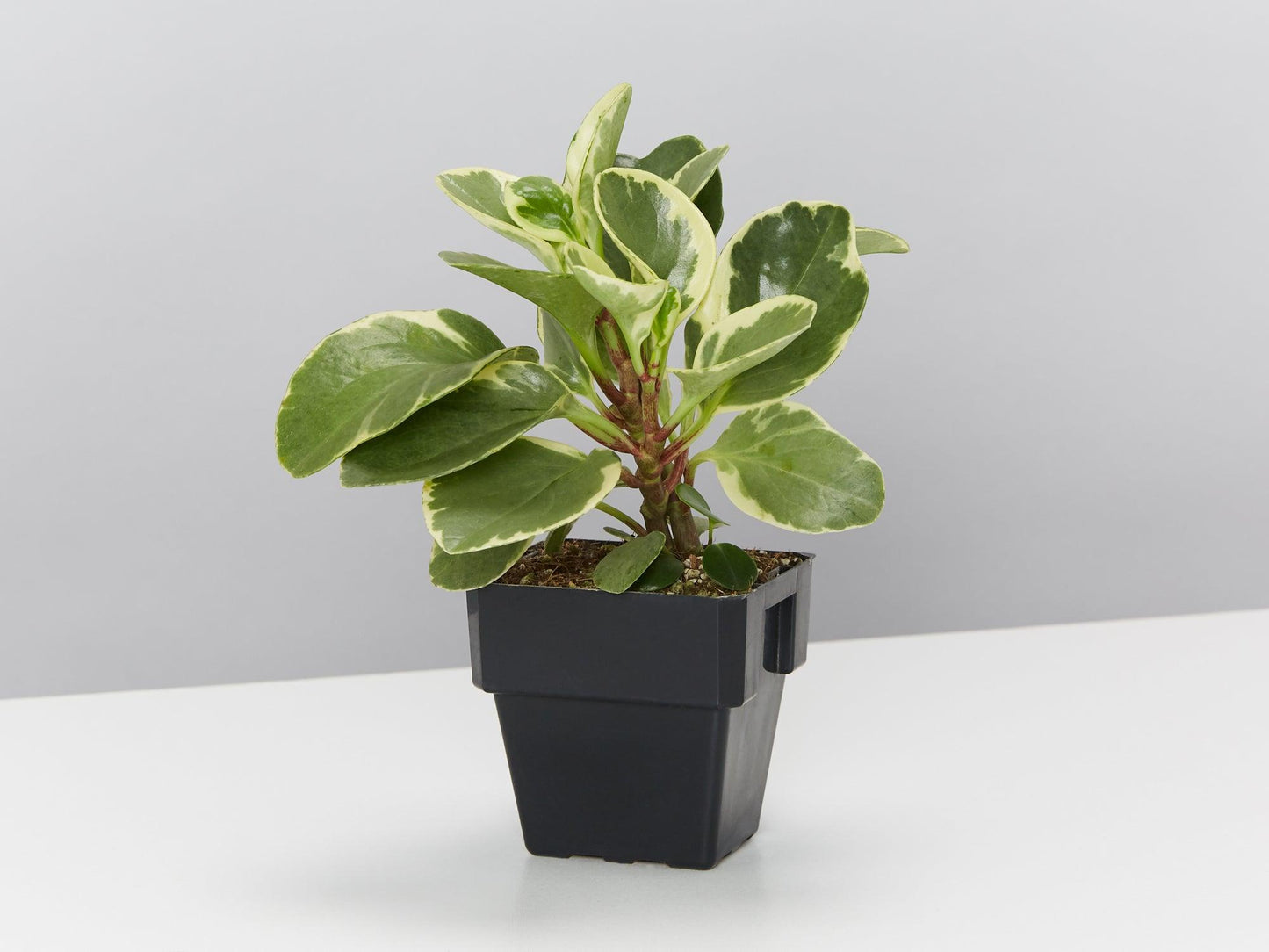 Peperomia Obtusifolia ‘Albo-Marginata’