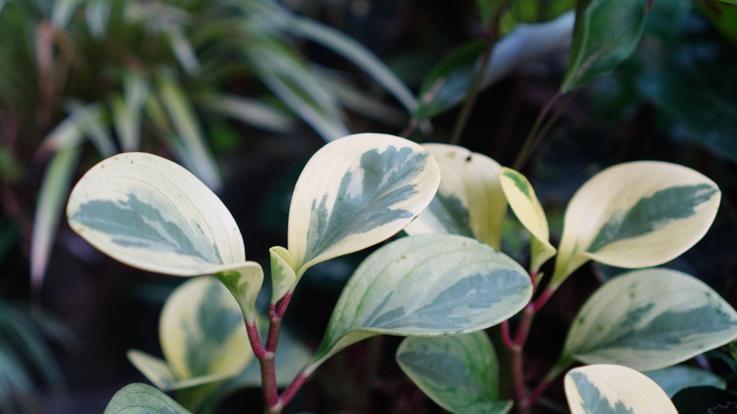 Peperomia Obtusifolia ‘Albo-Marginata’