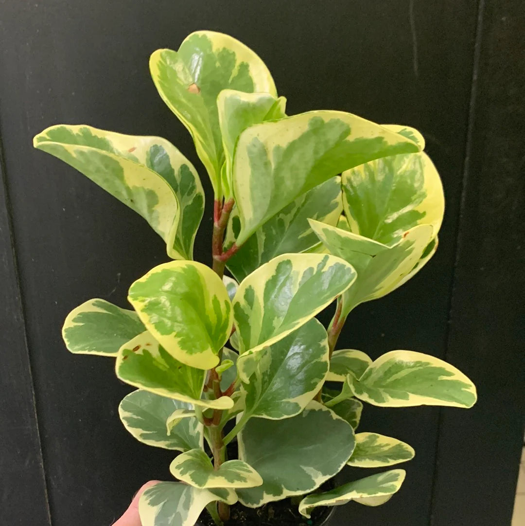 Peperomia Obtusifolia 'Golden Gate' (Golden Gate Peperomia)