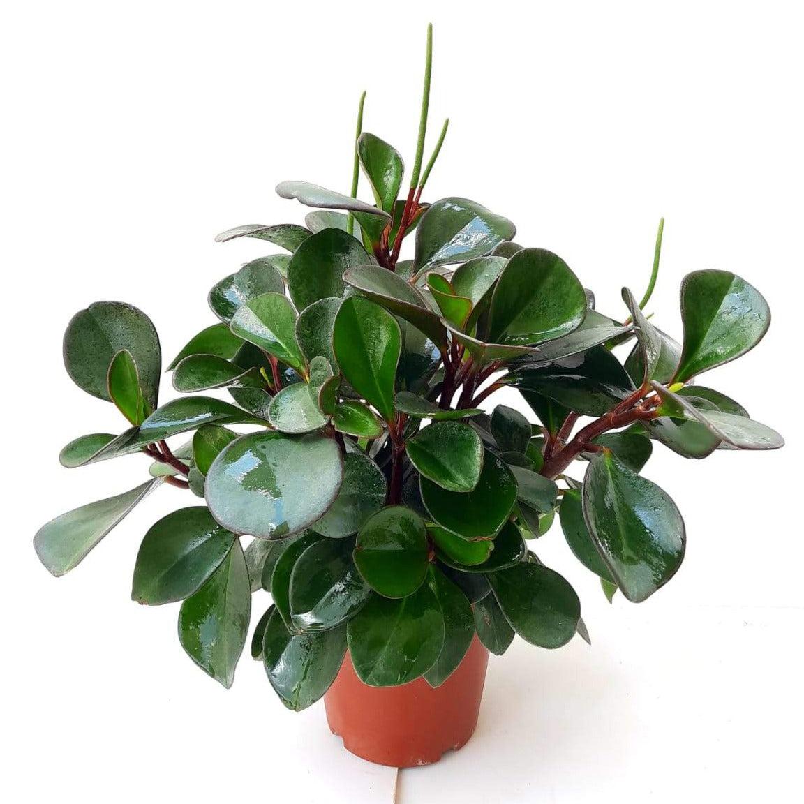 Peperomia Obtusifolia ‘Red Edge’ (Red Edge Baby Rubber Plant)