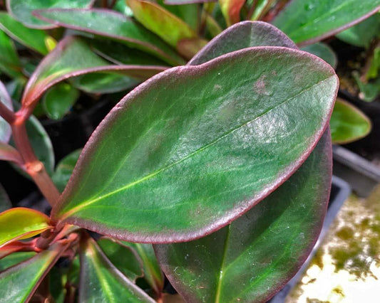 Peperomia Obtusifolia ‘Red Edge’ (Red Edge Baby Rubber Plant)