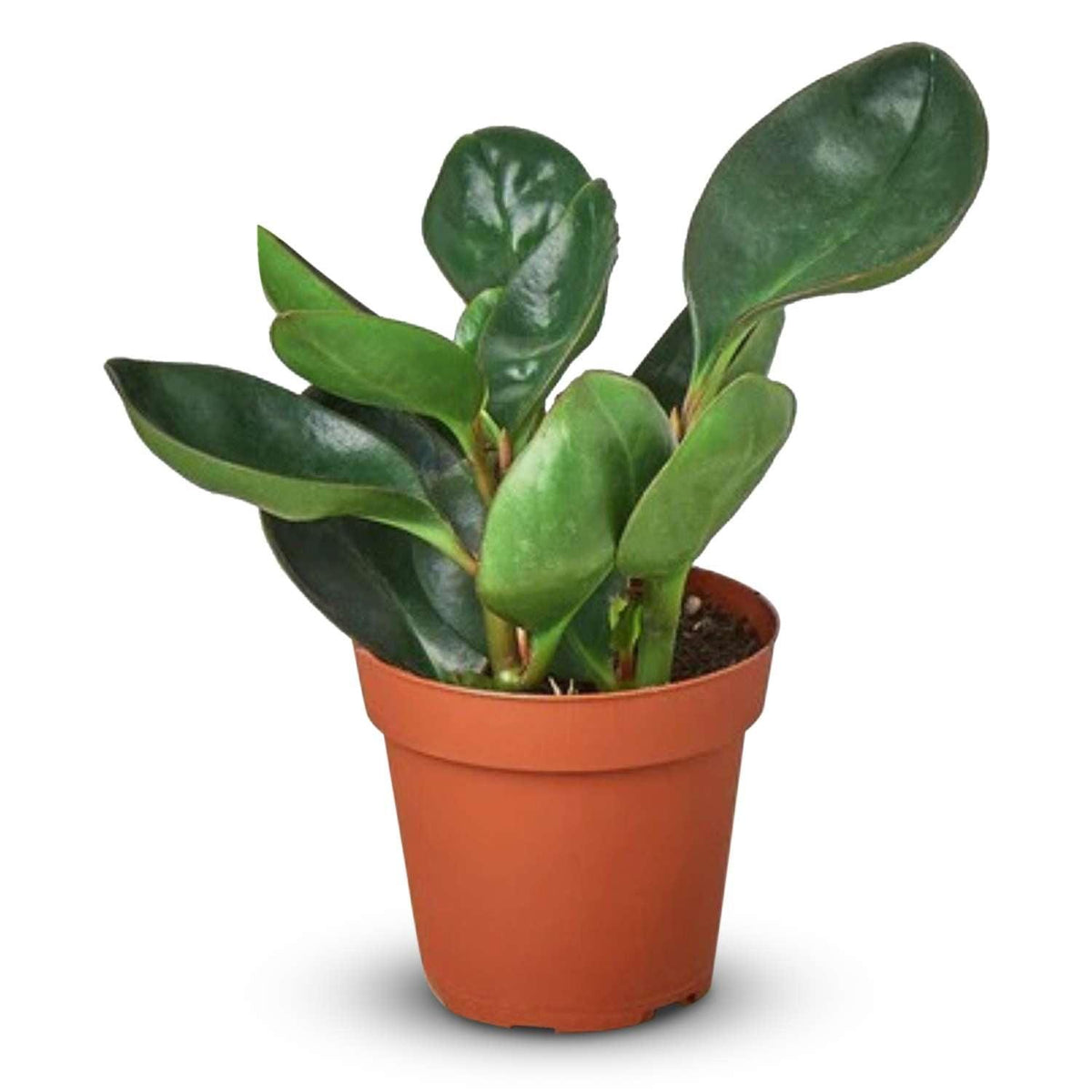 Peperomia Obtusifolia ‘Red Edge’ (Red Edge Baby Rubber Plant)