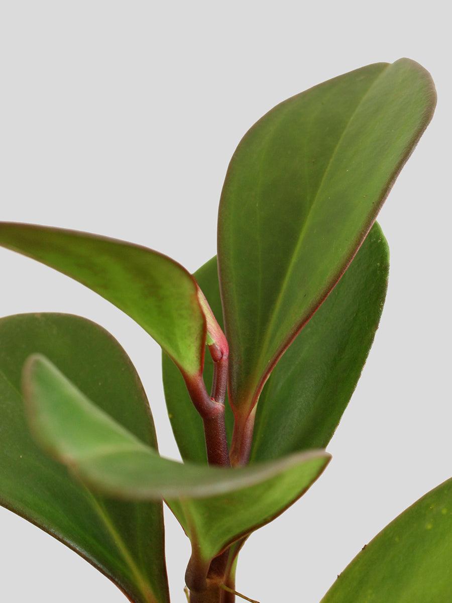 Peperomia Obtusifolia ‘Red Edge’ (Red Edge Baby Rubber Plant)