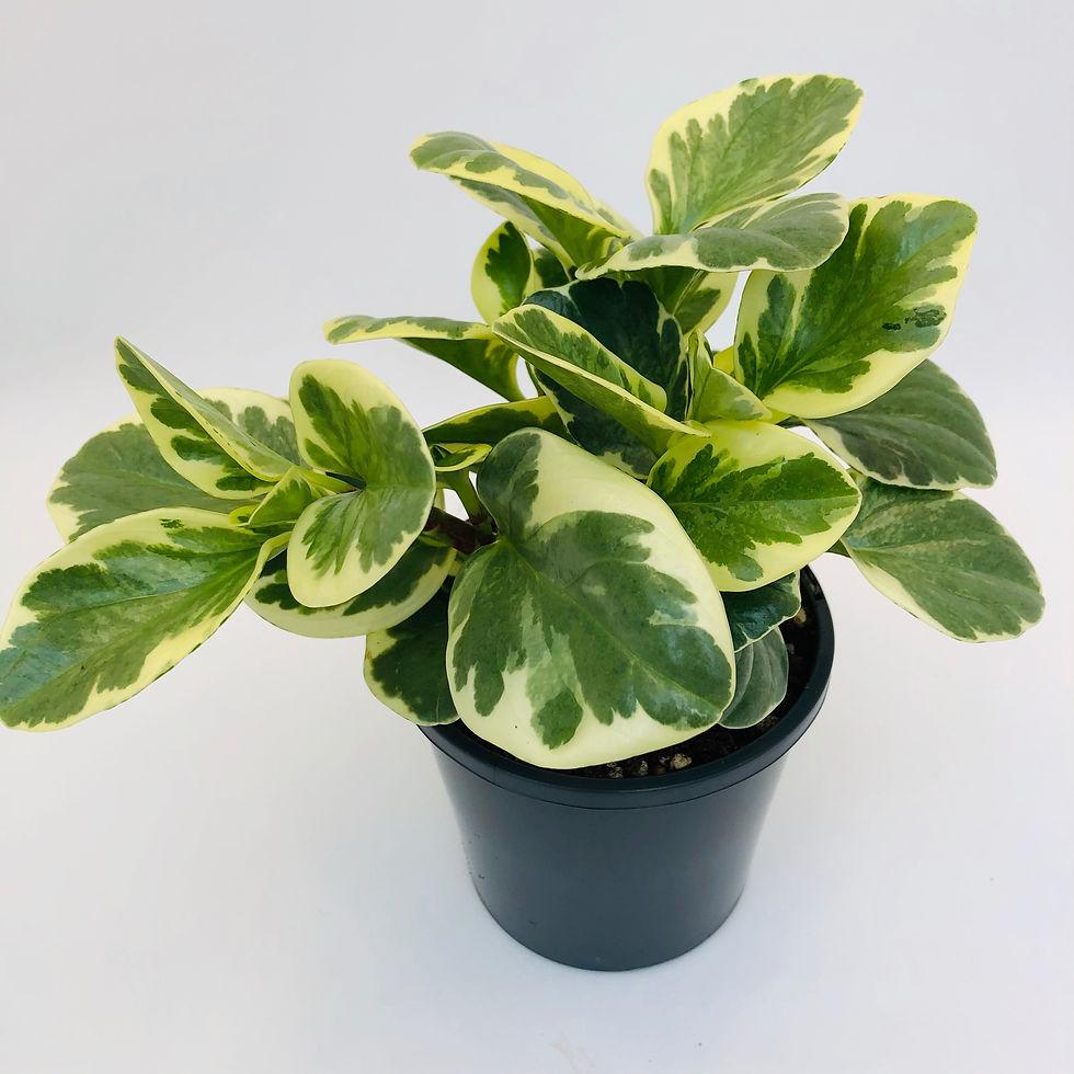 Peperomia Obtusifolia ‘Variegata’ (Variegated Baby Rubber Plant)