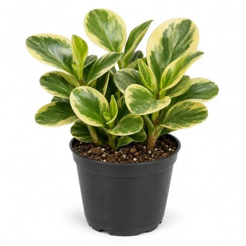 Peperomia Obtusifolia ‘Variegata’ (Variegated Baby Rubber Plant)