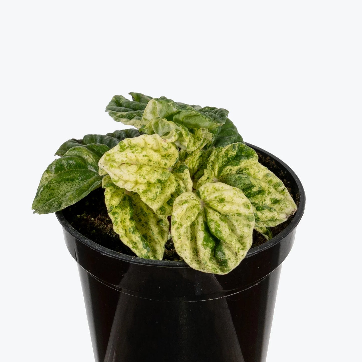 Peperomia Caperata 'Variegata' (Variegated Ripple Peperomia)