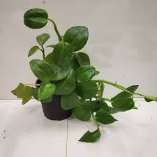 Peperomia Scandens 'Green Form' (Cupid Peperomia Hanging Basket)