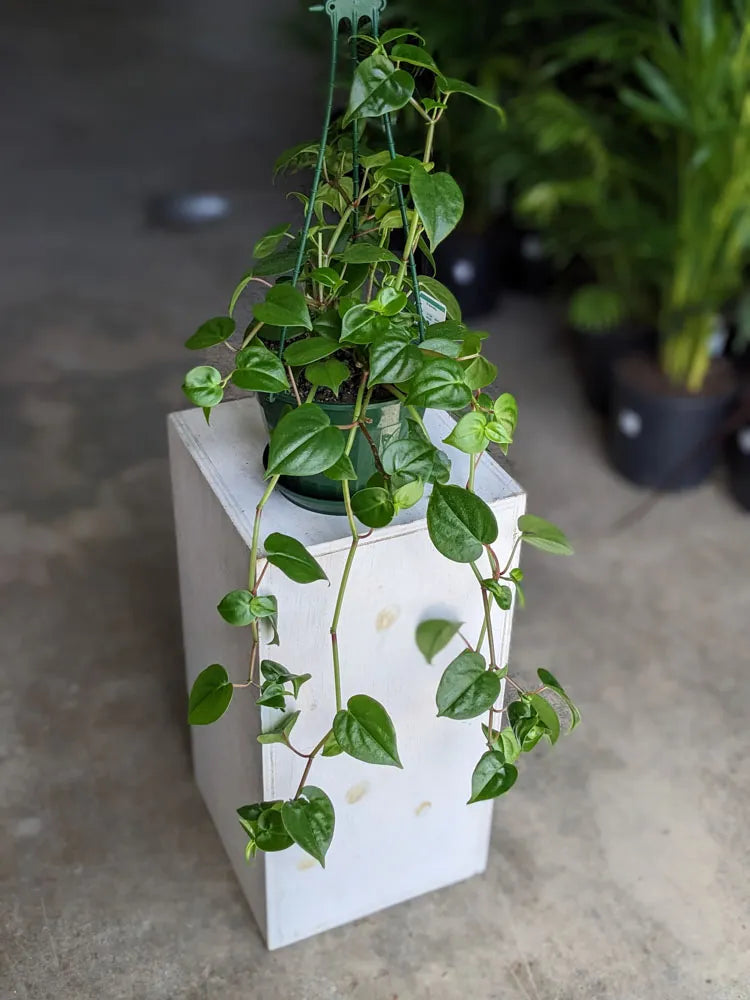 Peperomia Scandens 'Green Form' (Cupid Peperomia Hanging Basket)