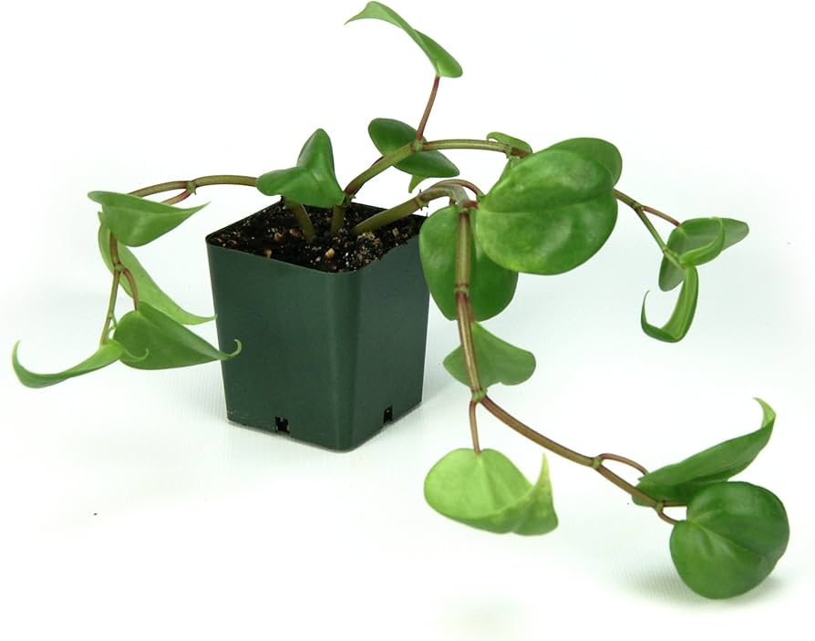 Peperomia Scandens 'Green Form' (Cupid Peperomia Hanging Basket)