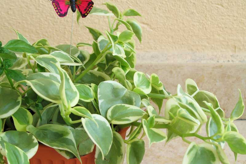 Peperomia Scandens 'Variegata' (Variegated Cupid Peperomia Hanging Basket)