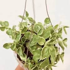 Peperomia Scandens 'Variegata' (Variegated Cupid Peperomia Hanging Basket)