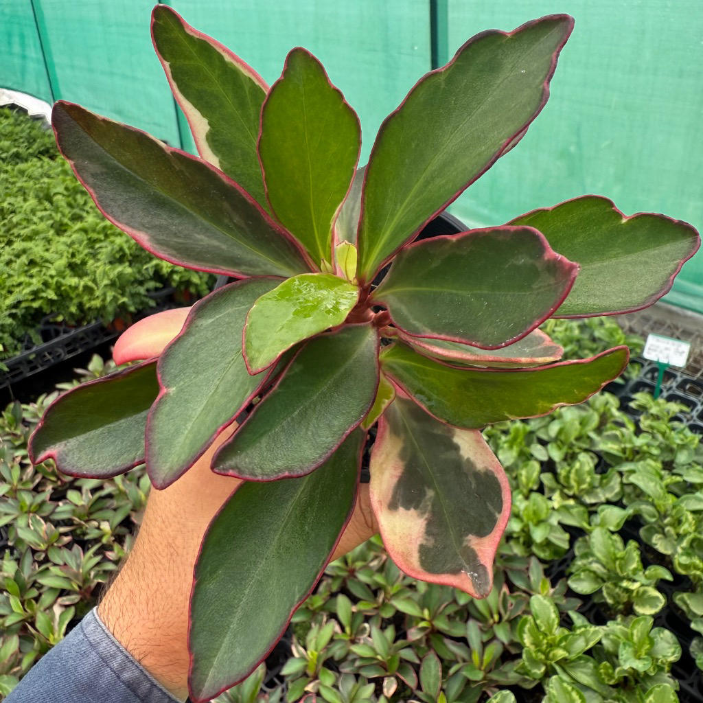 Peperomia Clusifolia ‘Tricolour’ (Jade Peperomia)