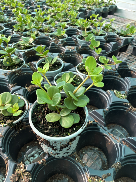 Peperomia ‘Hope’ (Hope Peperomia)
