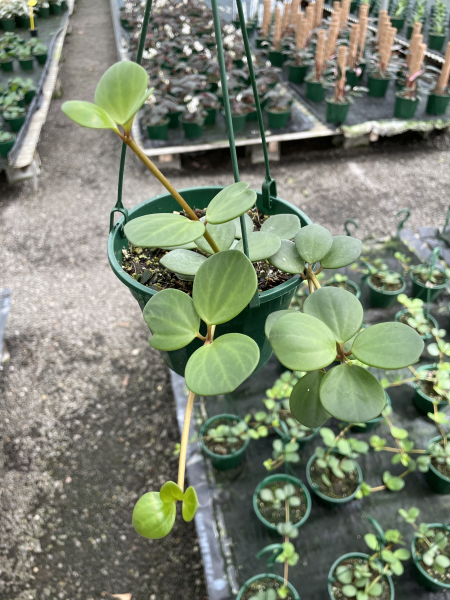 Peperomia ‘Hope’ (Hope Peperomia)