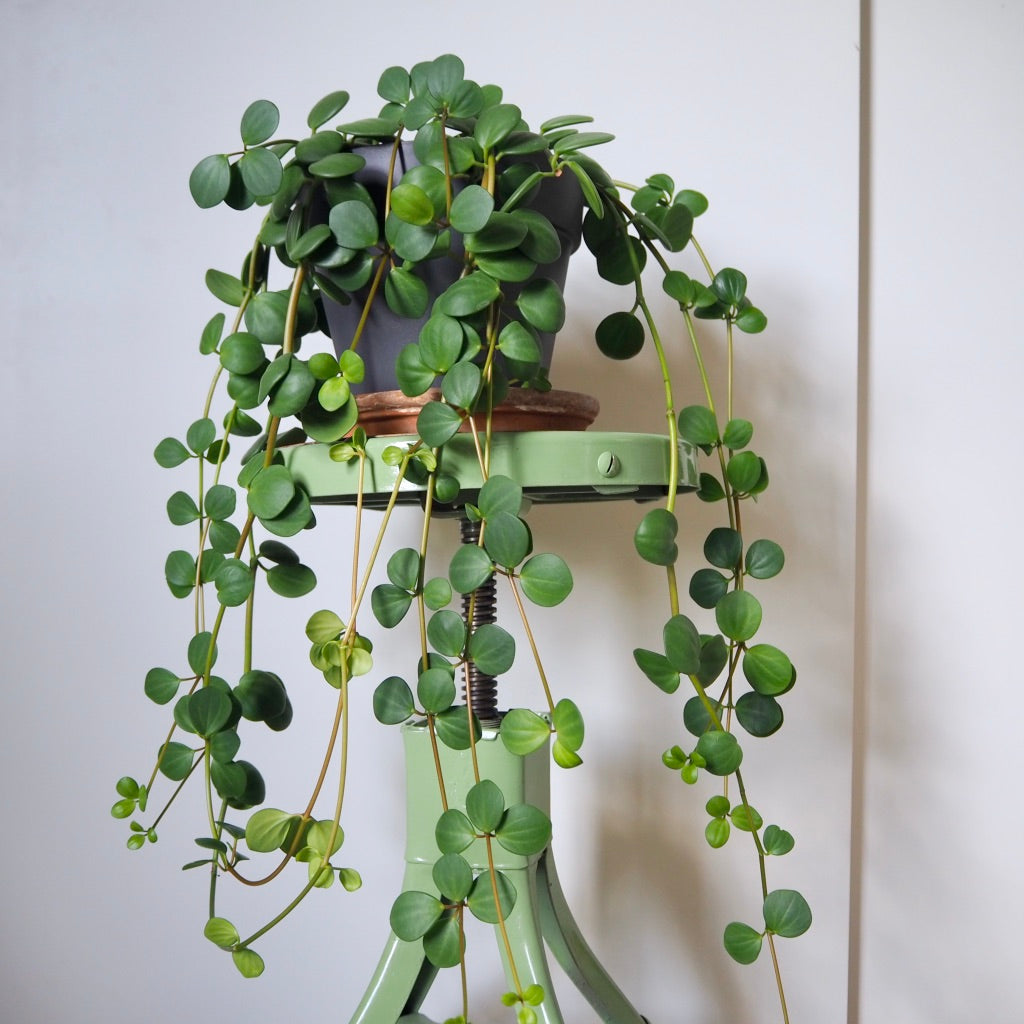 Peperomia ‘Hope’ (Hope Peperomia Hanging Basket)