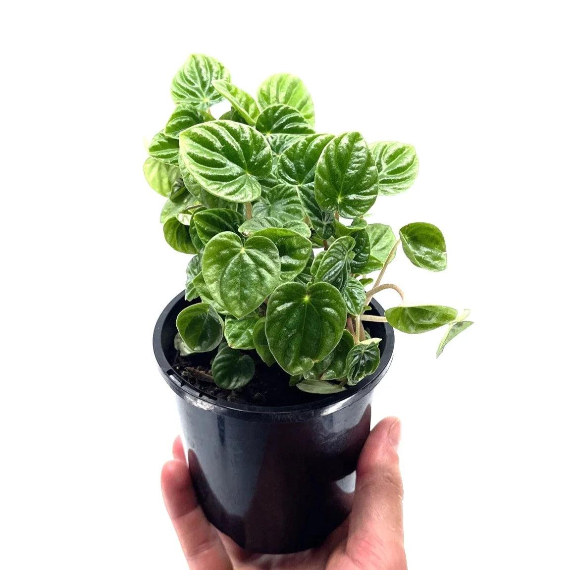 Peperomia Lilian (Peperomia Lilian)