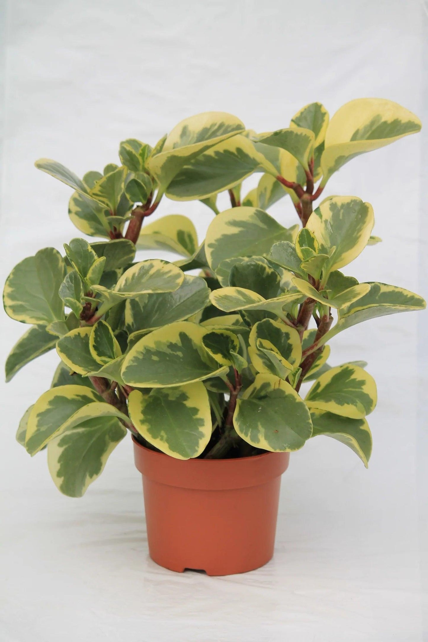 Peperomia Magnoliifolia Green and Gold (Green and Gold Peperomia)