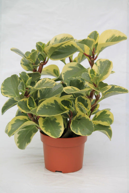 Peperomia Magnoliifolia Green and Gold (Green and Gold Peperomia)