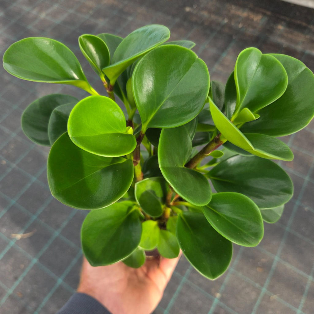 Peperomia Obtusifolia Jade 
