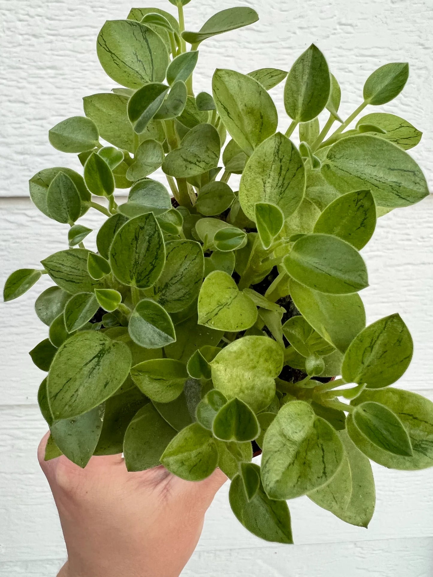Peperomia 'Pixie Variegata' (Variegated Pixie Peperomia)