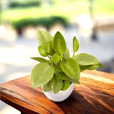 Peperomia 'Pixie Variegata' (Variegated Pixie Peperomia)
