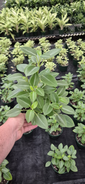 Peperomia 'Pixie' (Pixie Peperomia)