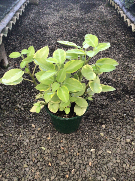 Peperomia 'Pixie Variegata' (Variegated Pixie Peperomia)
