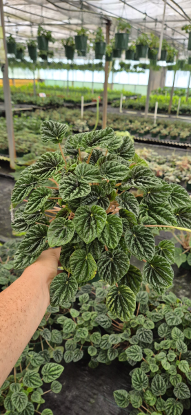 Peperomia Caperata (Emerald Ripple Peperomia)