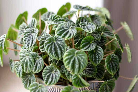 Peperomia Caperata (Emerald Ripple Peperomia)
