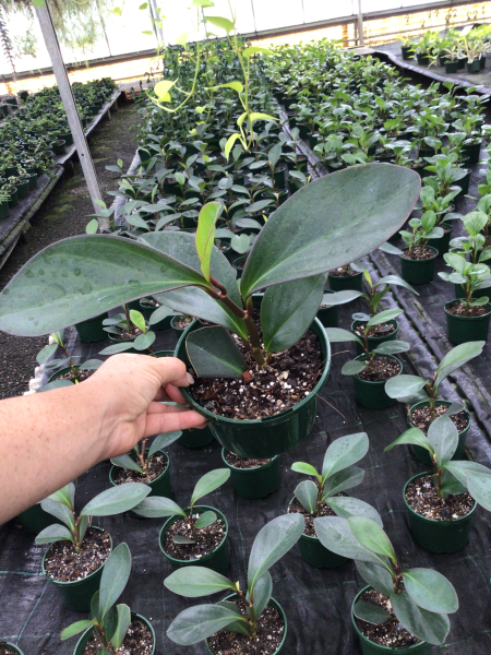 Peperomia Clusiifolia ‘Red Edge’ (Red Edge Peperomia)