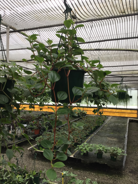 Peperomia Cubensis (Trailing Peperomia) - Hanging Basket